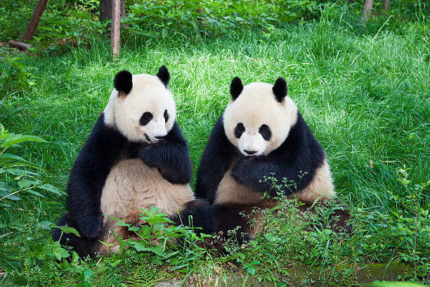 due grandi panda giocano insieme-chengdu, nella provincia del sichuan, cina - panda outdoors horizontal chengdu foto e immagini stock