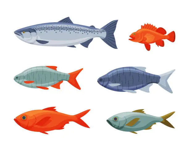 Vector illustration of River or Freshwater Fish as Seafood Vector Set