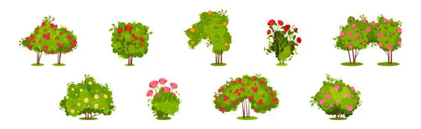 Vector illustration of Bushes with Rose Flowers and Branched Stem as Perennial Woody Plant Vector Set