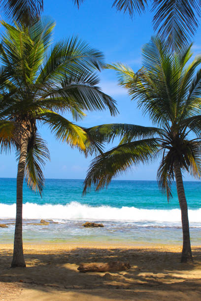istock Caribbean beach landscape, sky, sea, sand and with many palm trees 1551259507