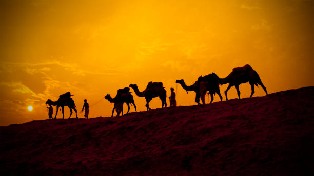 istock Camels and minders in silhouette, India 155126289