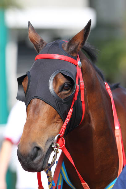 istock Horse head with Blinders 155126388