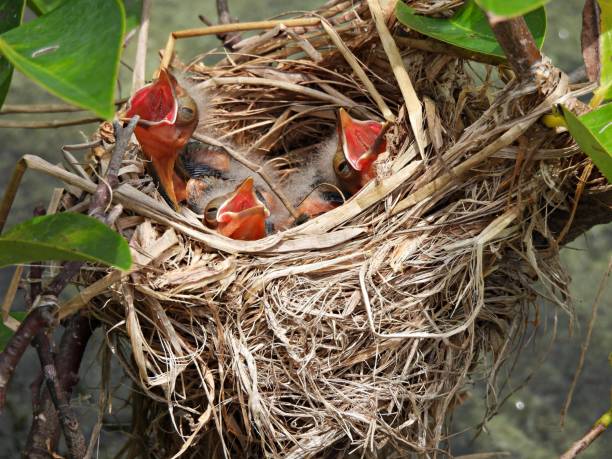 istock Red-winged Blackbird (Agelaius phoeniceus) - chicks in the nest 1551265281