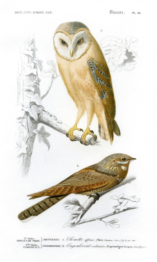 Barn Owl, European Nightjar\nCharles d'Orbigny's 'Dictionanaire Universal d'Histoire Naturelle' 1839-1849. Steel engraving. Original hand coloring. \n\nprofessional high resolution scan with superb details, 1200 dpi, rich colors and contrast.\n\n[url=http://www.istockphoto.com/my_lightbox_contents.php?lightboxID=9738366][img]http://goldhafen.de/istock/animals_prints.jpg[/img] [/url]