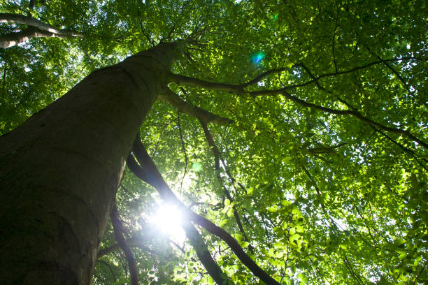 istock Beuk, Springendal, Twente; European Beech, Springendal, Twente, Netherlands 1551266334