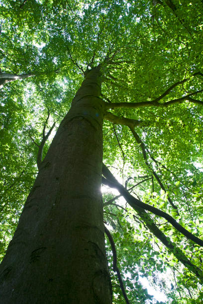istock Beuk, Springendal, Twente; European Beech, Springendal, Twente, Netherlands 1551266336