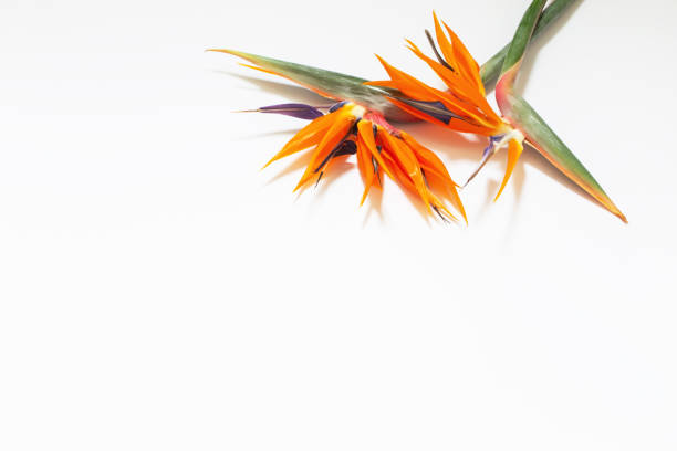 bird of paradise flowers on white background