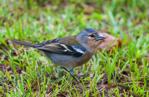 Autumn male Azores Chaffinch (Fringilla coelebs moreletti) on Sao Miguel island, Azores, Portugal. Foraging on the ground.