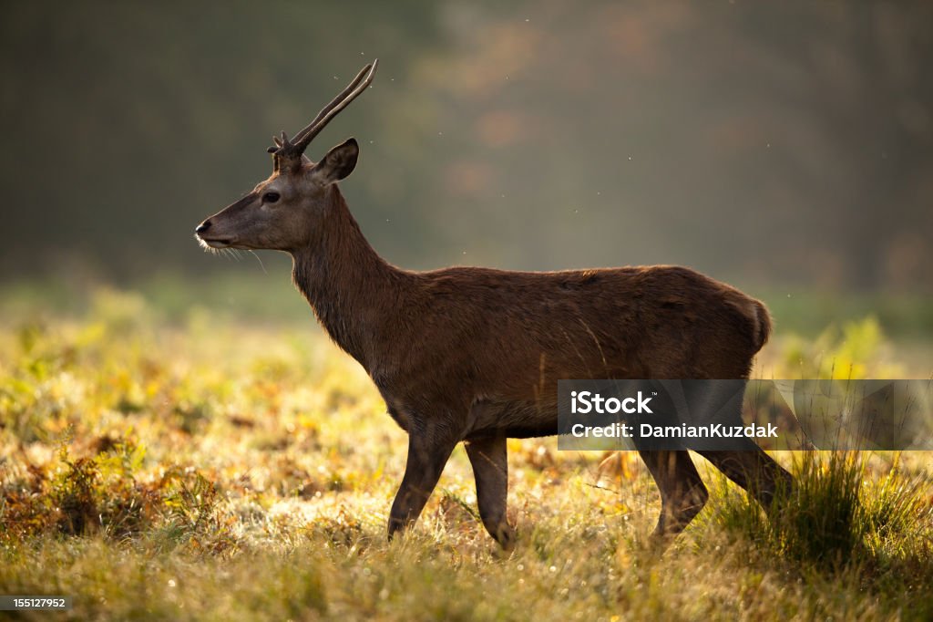 Red Randy Deer Red Deer Stock Photo - Download Image Now - Red Deer - Animal, Stag ...