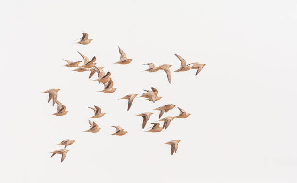 istock Sahelzandhoen, Pterocles senegallus 1551279562