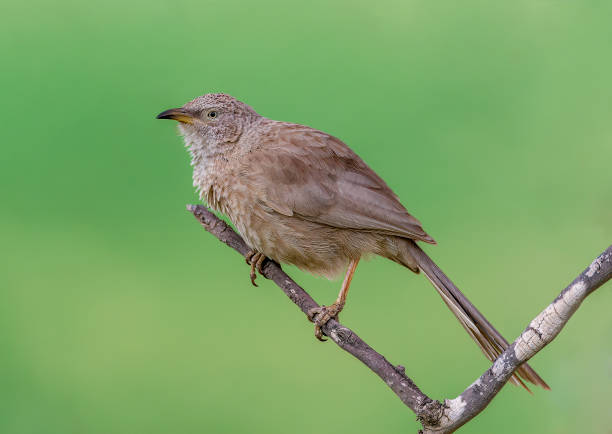 istock Arabian Babbler, Turdoides squamiceps 1551281194