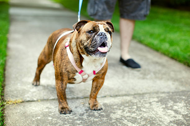 istock English Bulldog on Walk in Suburbs 155128233
