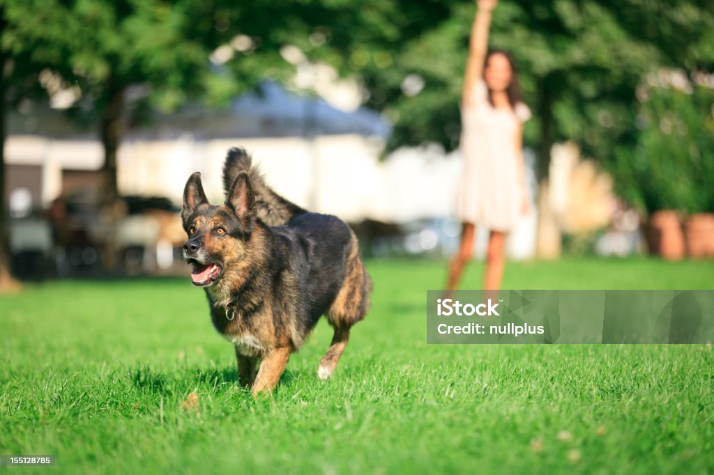 女性彼女の公園の中の犬 - 1人のロイヤリティフリーストックフォト