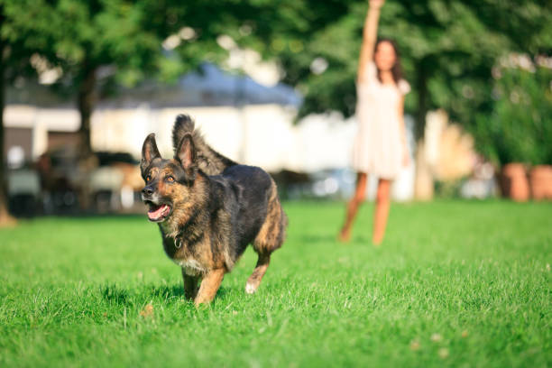 istock woman with her dog in the park 155128785