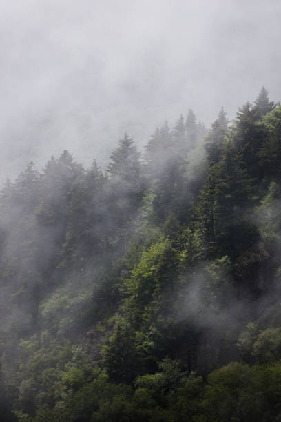 Foggy Views Blue Ridge Parkway