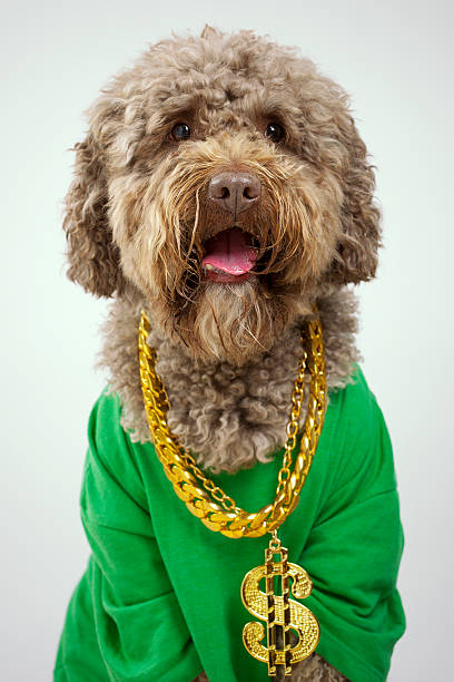 Rapper Dog  vintage gold jewelry stock pictures, royalty-free photos & images