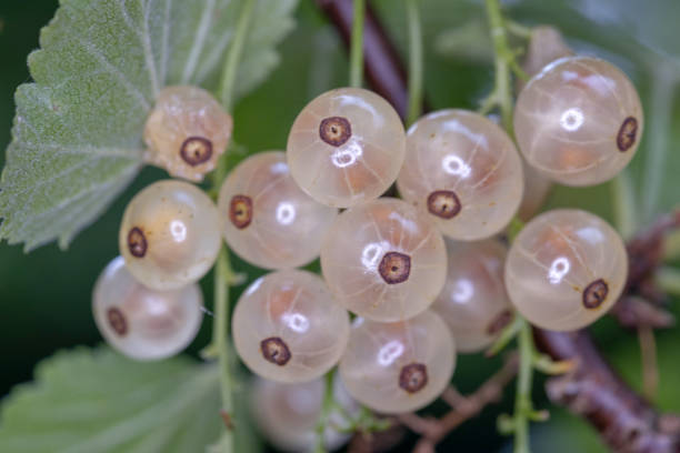 istock Summer garden, blueberry, red currant, white currant 1551296510