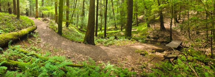 a small path in a beautiful green forest in springtime with white cow parsley en long high trees