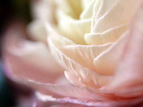 Petals of a rose