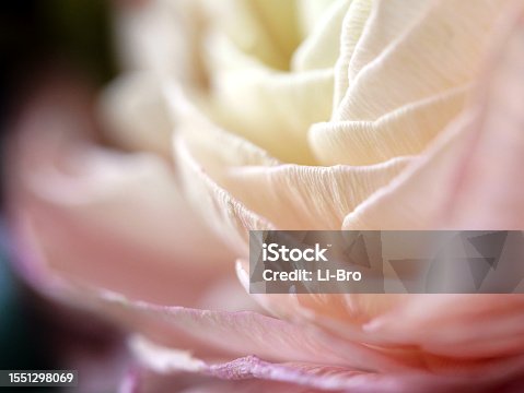 istock Petals of a rose 1551298069