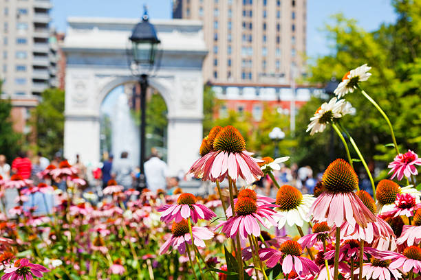 bunte blumen in washington square park - washington square triumphal arch stock-fotos und bilder