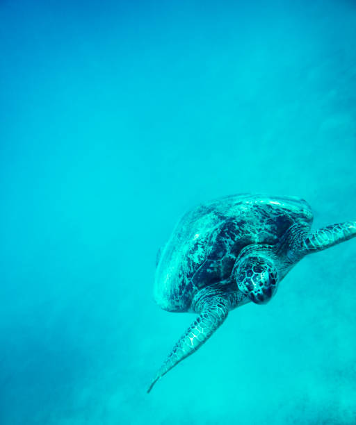 istock Sea turtle swimming in the wild 155130784