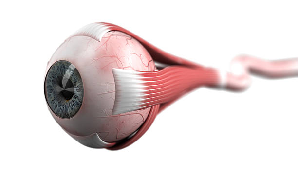 Eyeball and optic nerve against a white background stock photo