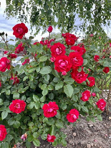 A flourishing rose bush with beautiful red blooms throughout.  The flowers are round and red.