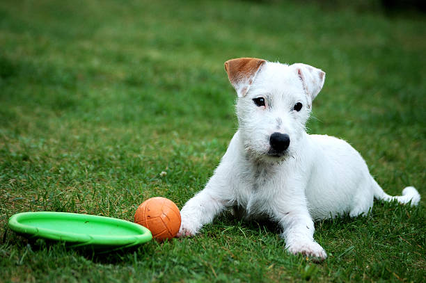 Puppy dog laying on the grass