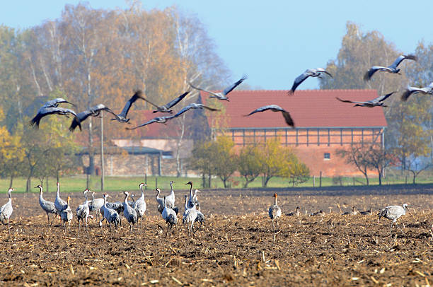 Flock of Common Crane during autumn migration resting on a maize field foraging. Adult and young cranes. Some starting to fly crane. Typical farmhouse in background. (Brandenburg, Germany).