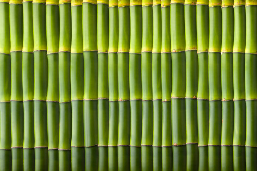 Natural bamboo seamless wall pattern