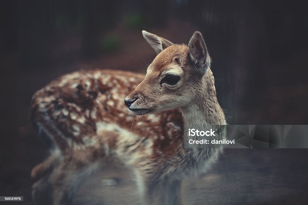 Young deer  Fawn - Young Deer Stock Photo