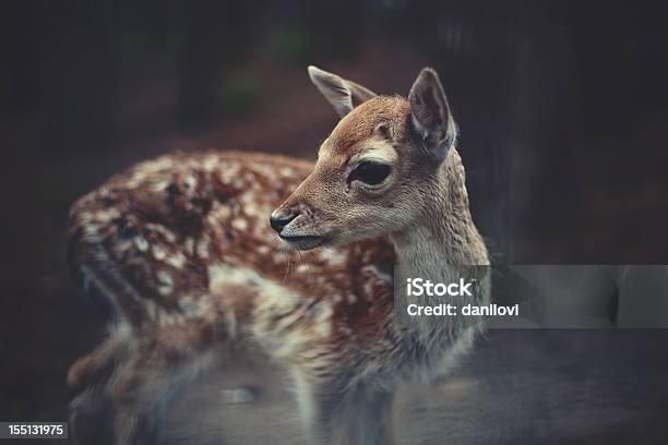 Young Deer Stock Photo - Download Image Now - Fawn - Young Deer, Doe, Newborn Animal