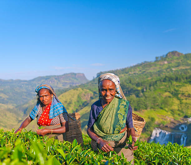 istock Sri Lankan women picking tea leaves 155132085