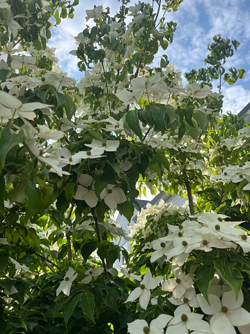 The close up view of a flowering dogwood tree.