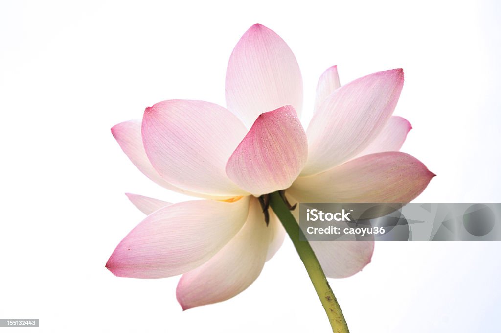 꽃송이 바하이 아이리스입니다 - 로열티 프리 연꽃과 스톡 사진