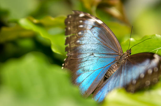 istock Common blue Morpho butterfly in leaves. 155132445