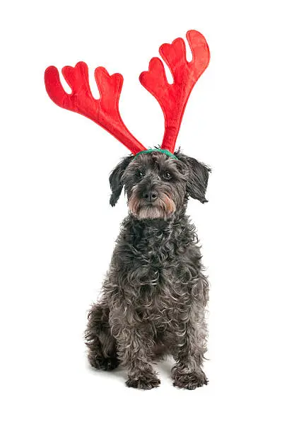 Small schnoodle puppy isolated on white with red reindeer antlers. 