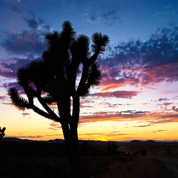 istock Silhouette of joshua tree in desert during sunset 155132740