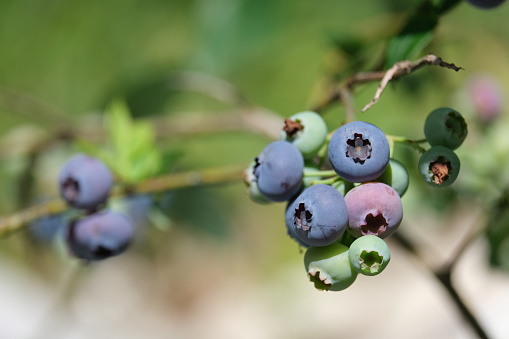blueberries on a branch close up macrophotography food