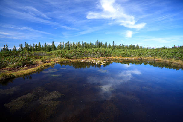 istock Lovrenc natural lake, Slovenia 155132828