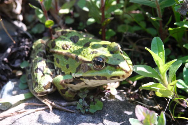 pelophylax sapo comestível verde sentado em uma pedra - frog batrachian animal head grass - fotografias e filmes do acervo