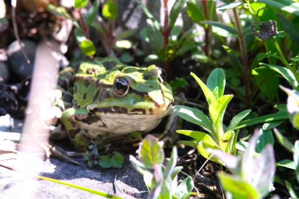 istock Pelophylax green edible frog sitting on a stone 1551330012
