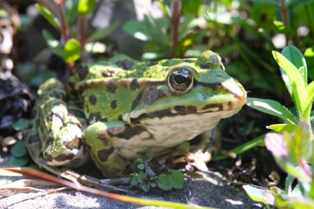 istock Pelophylax green edible frog sitting on a stone 1551330013