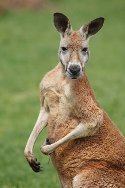 Red Kangaroo  red kangaroo stock pictures, royalty-free photos & images