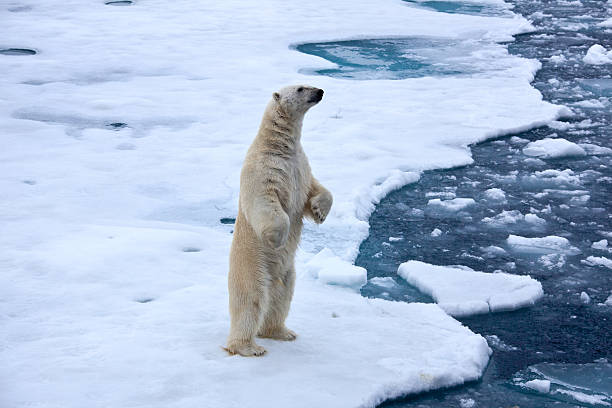 niedźwiedź polarny standingon lód dryfujący w wodzie staw - polar bear global warming ice bear zdjęcia i obrazy z banku zdjęć