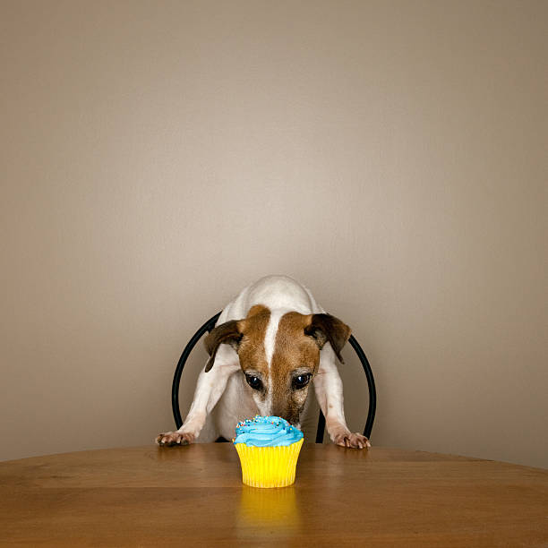 istock Jack Russell Terrier Dog Smelling Cupcake 155133322