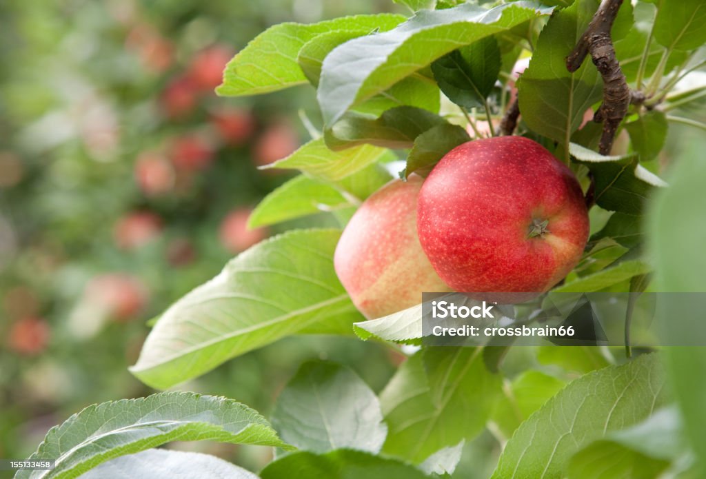 Jabłka przed zbiorów - Zbiór zdjęć royalty-free (Bez ludzi)