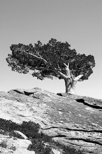 Black and White image of a Lonely tree on a hill landscape with some blue sky and dramatic clouds.  There is a slight zoom motion effect.