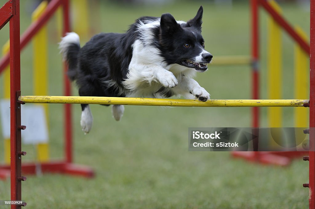 Border collie - Photo de Activité libre de droits